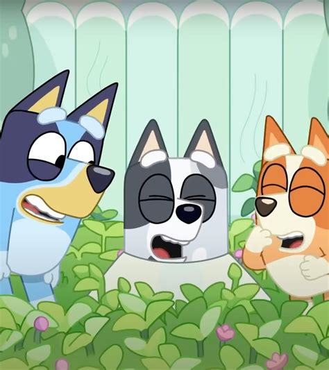 Bluey dogs - May 24, 2021 · Bluey is about a family of cartoon dogs who live in Brisbane: a mom named Chilli; the dad, Bandit; and their two daughters, Bingo and Bluey, roughly ages 4 and 6. It’s really a show about Bluey ... 